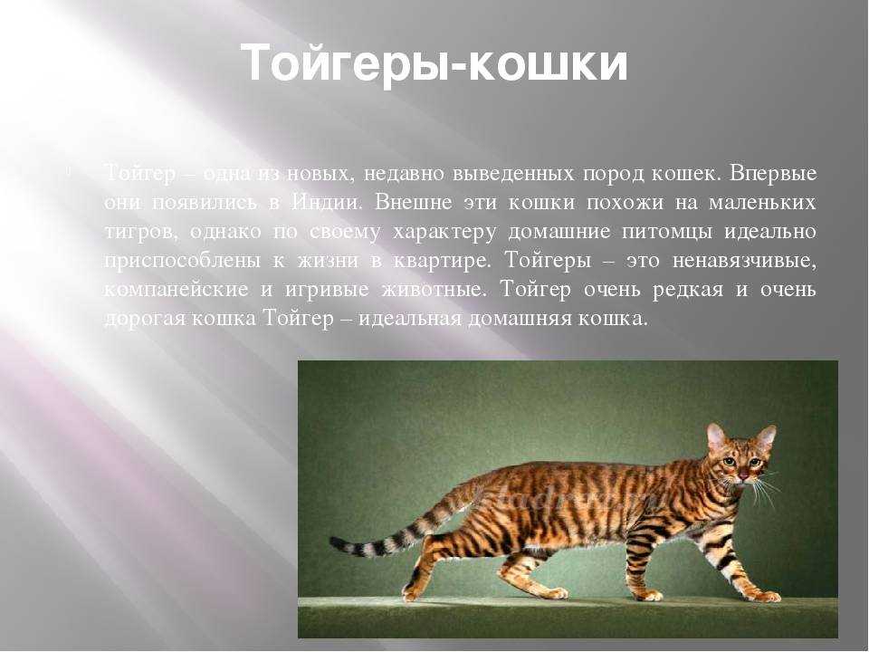 Тойгер: фото, описание, характер, содержание, отзывы