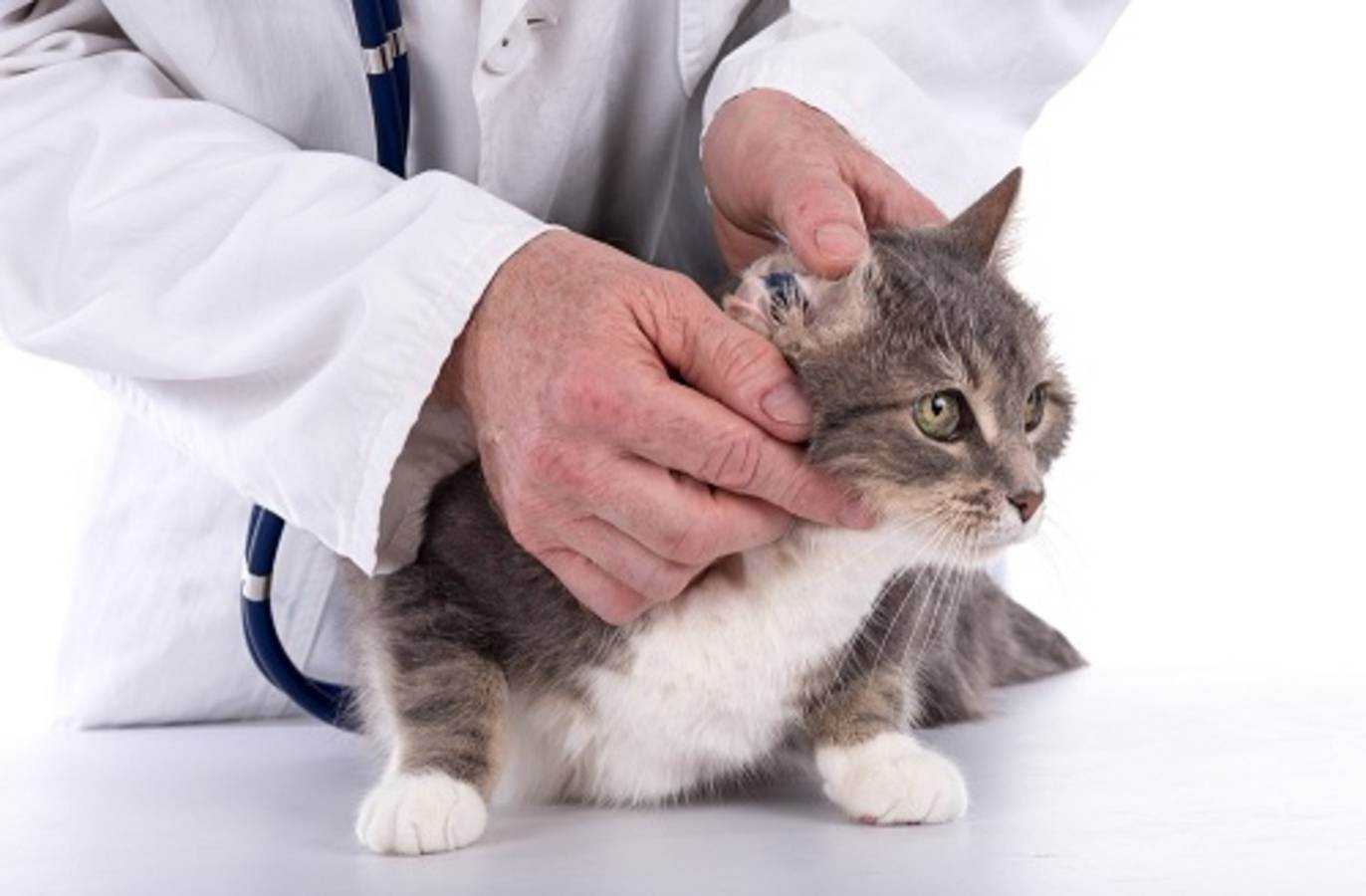 Болезни ушей у кошек - виды заболеваний, их признаки, лечение