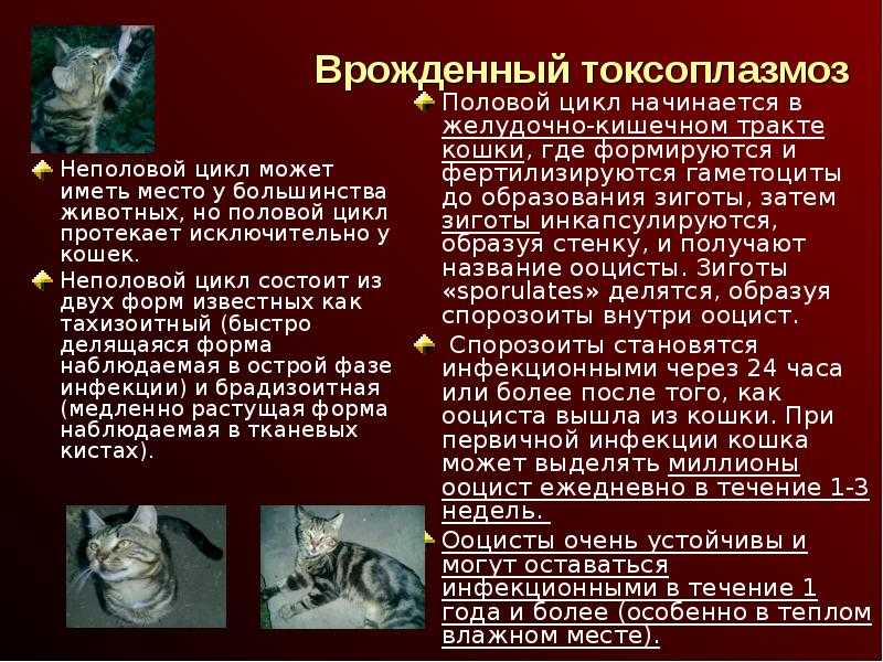 Микоплазмоз у кошек