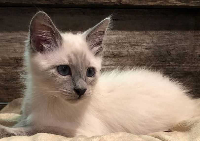 Сиамская кошка: описание породы, уход и содержание, фото, чем кормить