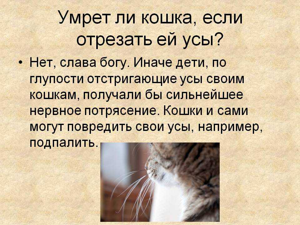 Почему у кошки усы секутся