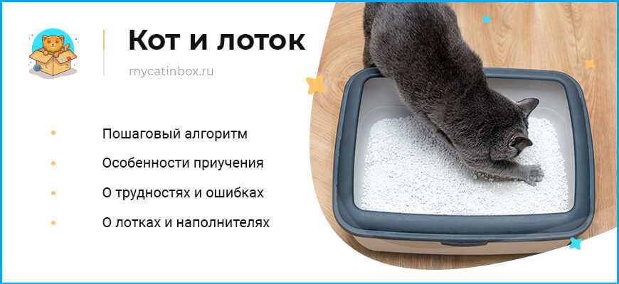 Почему кошки не любят воду? как приучить кошку не бояться воды? — природа мира