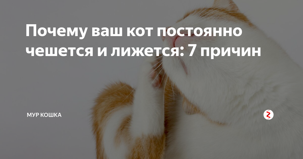Кошка чешется возле уха
