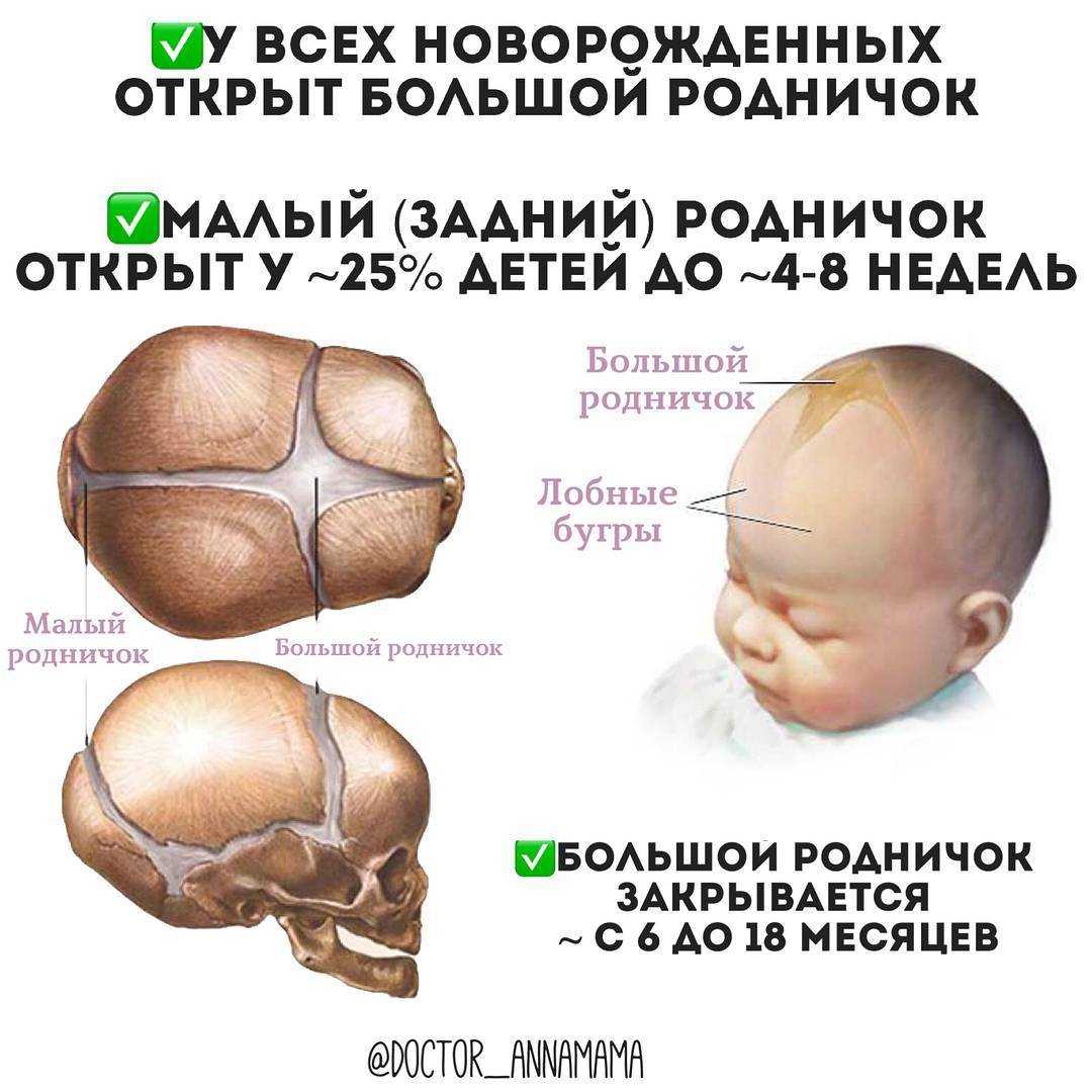 Когда у щенков зарастает родничок. шпиц — пушистая улыбка