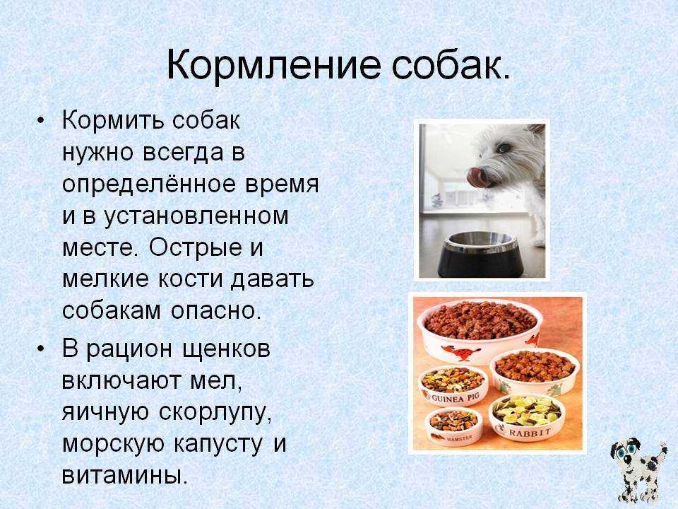 Почему собакам нельзя свинину? отсеиваем правду от мифов!