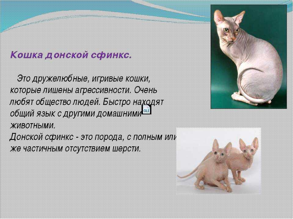 Сколько живут сфинксы (донские, канадские) при правильном уходе и стерилизации?