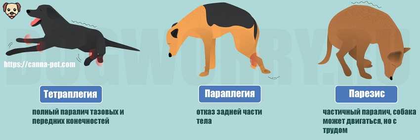 Лечение пареза задних конечностей кошек