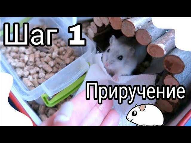 Хомяк спит: когда и сколько спит в норме, почему спит постоянно