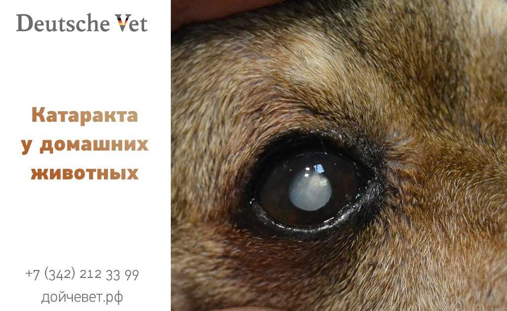 Слепота у собак