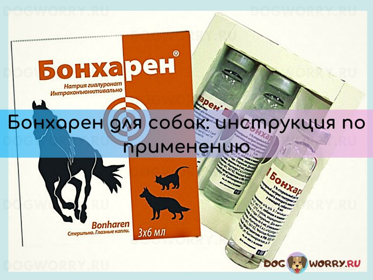 Бонхарен для собак: инструкция по применению, лечебный эффект и отзывы ветеринаров