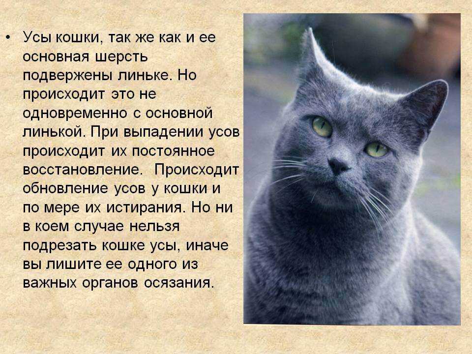 Почему у котенка ломаются усы и что с этим делать: причина явления и способы борьбы