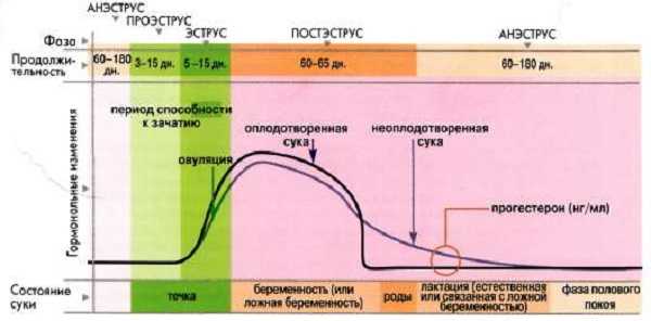 Течка у собак, сколько длится и что делать? | животный мир