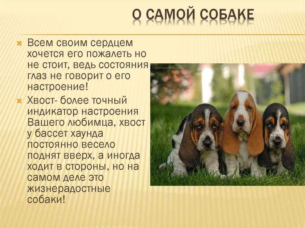 Бассет-хаунд — описание породы, характер собак, фото и видео