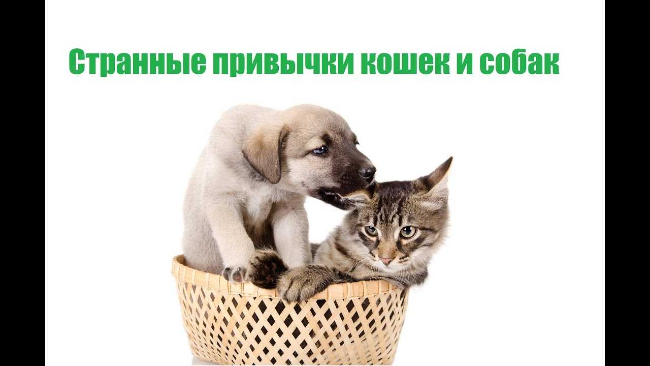 Собака постоянно облизывается: объясняем странную привычку питомца. почему собака постоянно облизывается