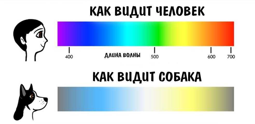 У собаки красные белки глаз