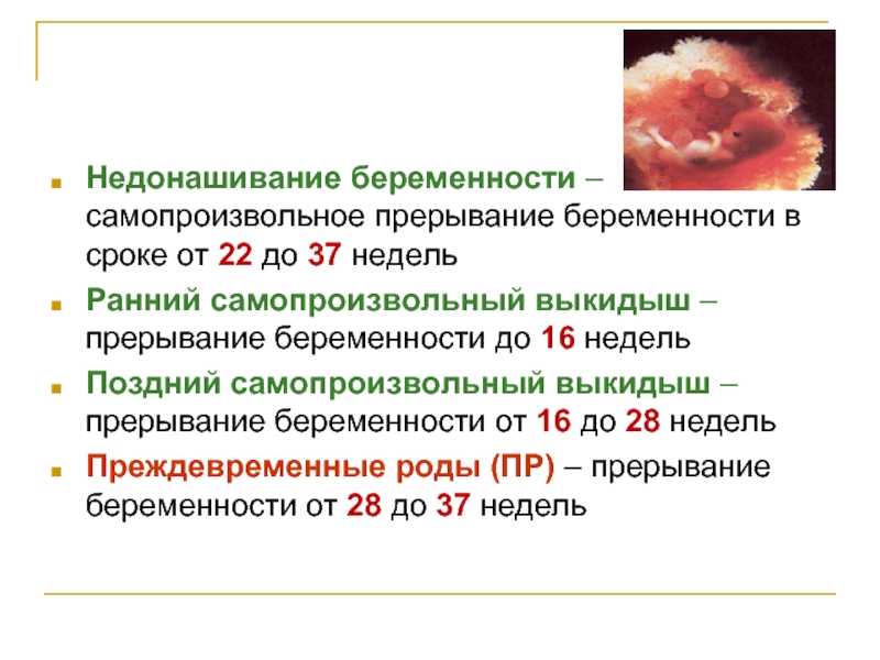 Прерывание беременности у кошек