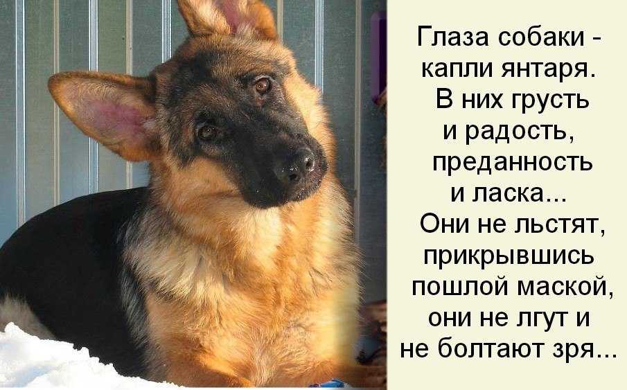 Собака не ест - основные причины отказа питомца 🐶 от еды, что делать?