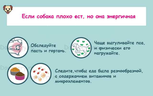 Собака сильно похудела: причины истощения, что делать, как откормить