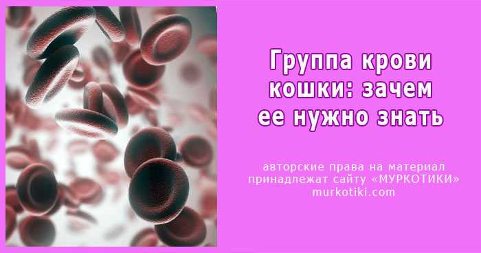 Определение группы крови у собак и кошек