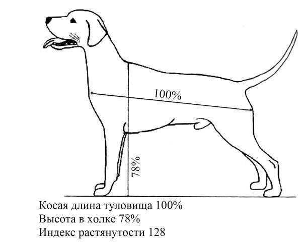 ᐉ как измерить рост собаки в холке? - ➡ motildazoo.ru