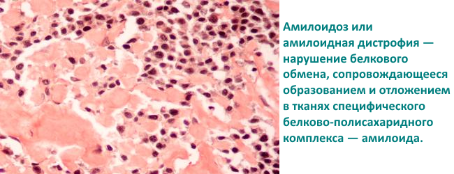 Воспаление почек у кошек: симптомы и диагностика пиелонефрита, анализы, лечение и прогноз