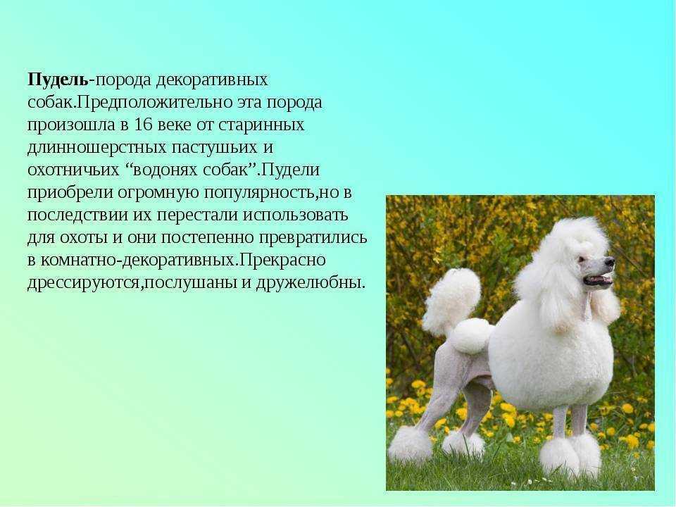 Пудель: описание породы, характер, фото, уход и отзывы владельцев