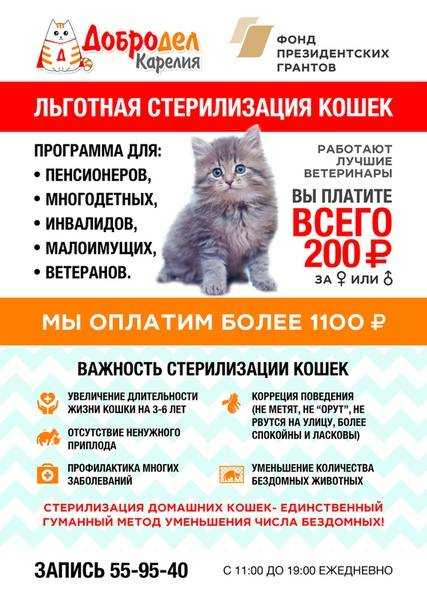 Виды и методы стерилизации кошек