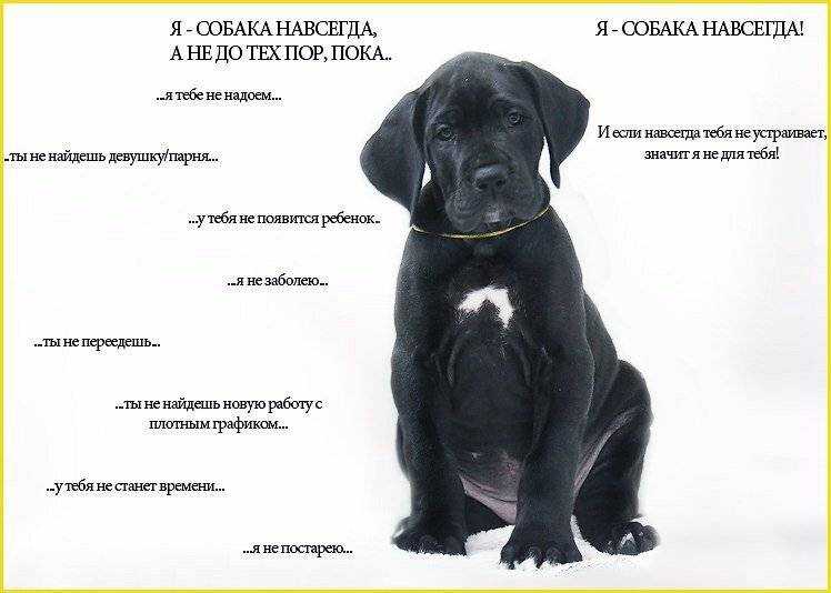 Собака пьет пиво а потом рассол