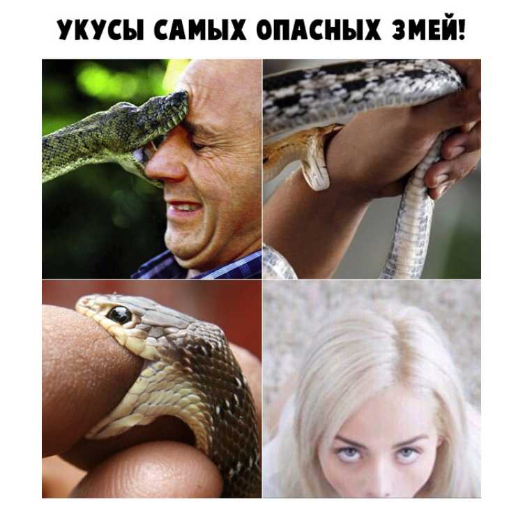 Болезни черепах