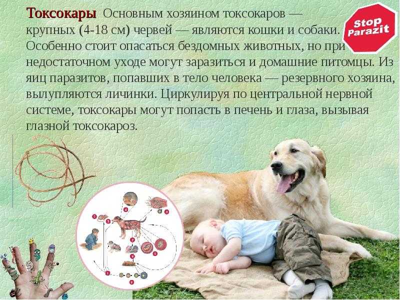 Энтерит у собак: симптомы, прививка, признаки и лечение болезни в домашних условиях парвовирусного, коронавирусного