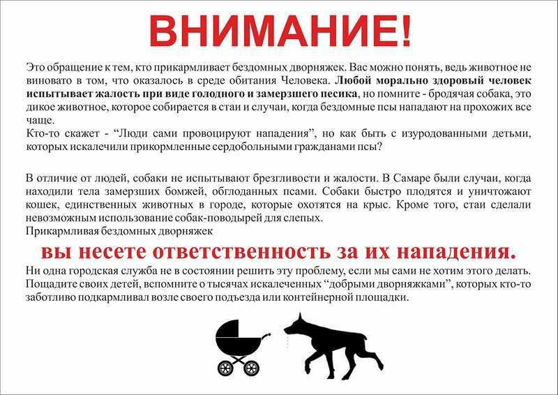 Как отучить кошку от улицы: всего 4 шага к успеху