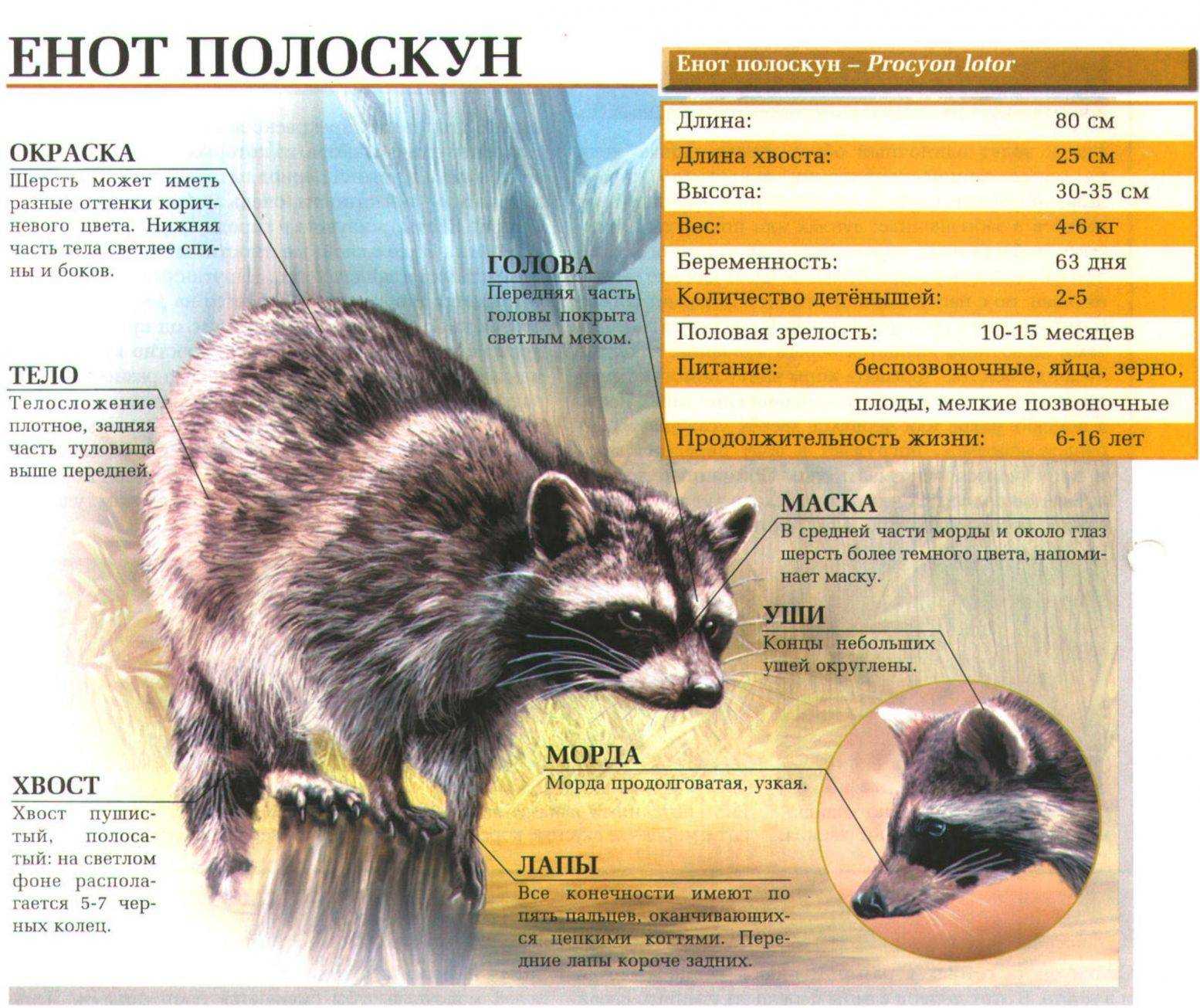 Енот полоскун животное. описание, особенности, образ жизни и среда обитания енота полоскуна