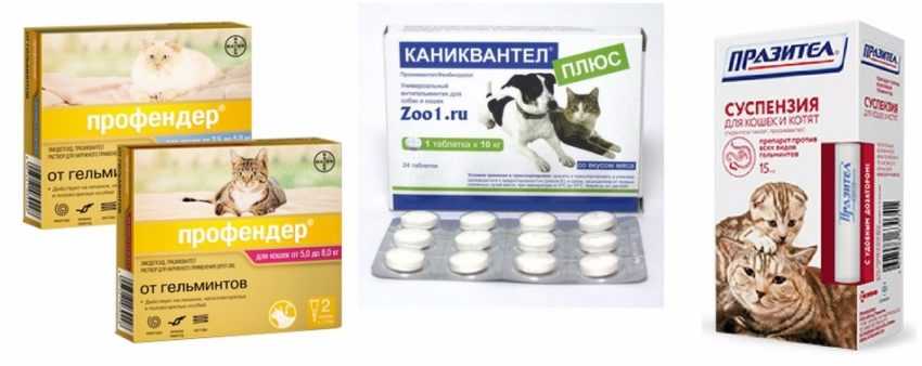Как вывести глистов у кошки в домашних условиях: эффективные лекарства, чтобы проглистогонить питомца