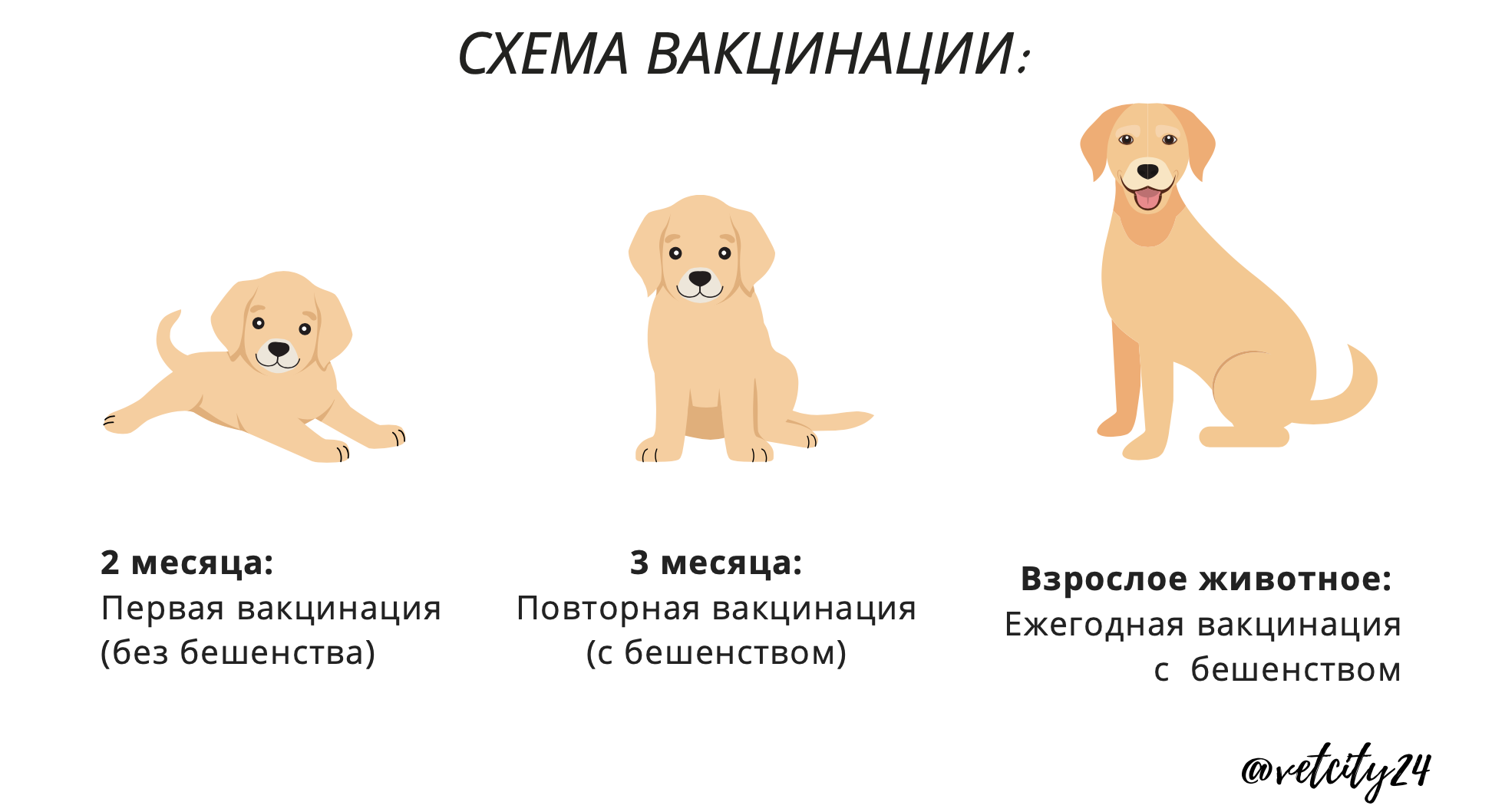 Карантин после прививки от бешенства у собак: продолжительность, зачем он нужен