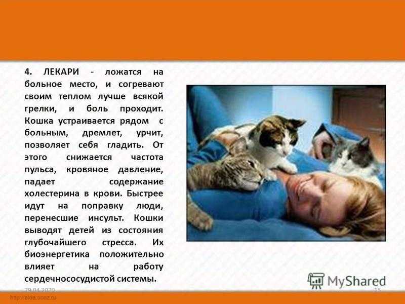 Почему кошка спит с открытыми глазами?