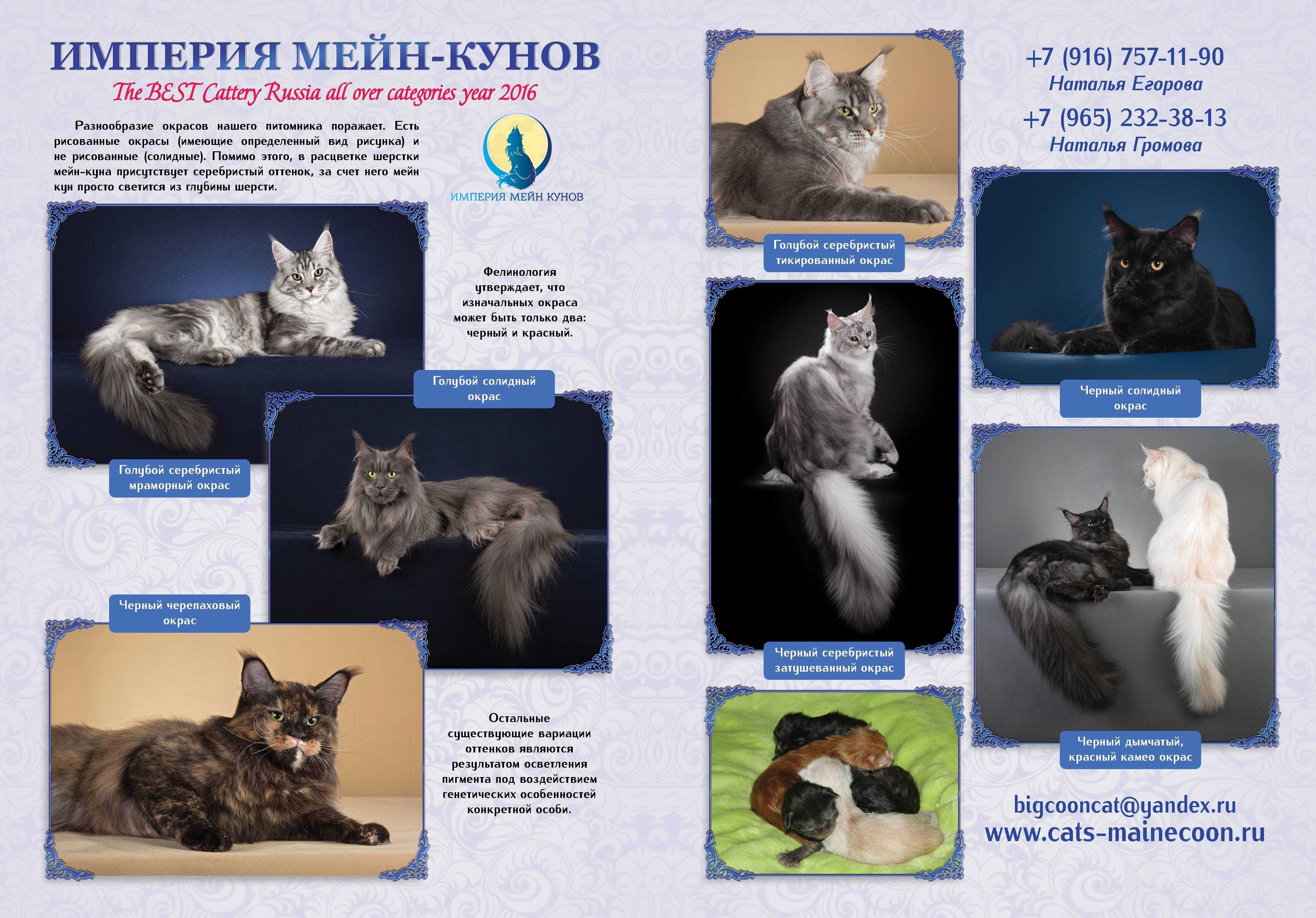 Имена для котов мейн кунов, мальчиков и девочек