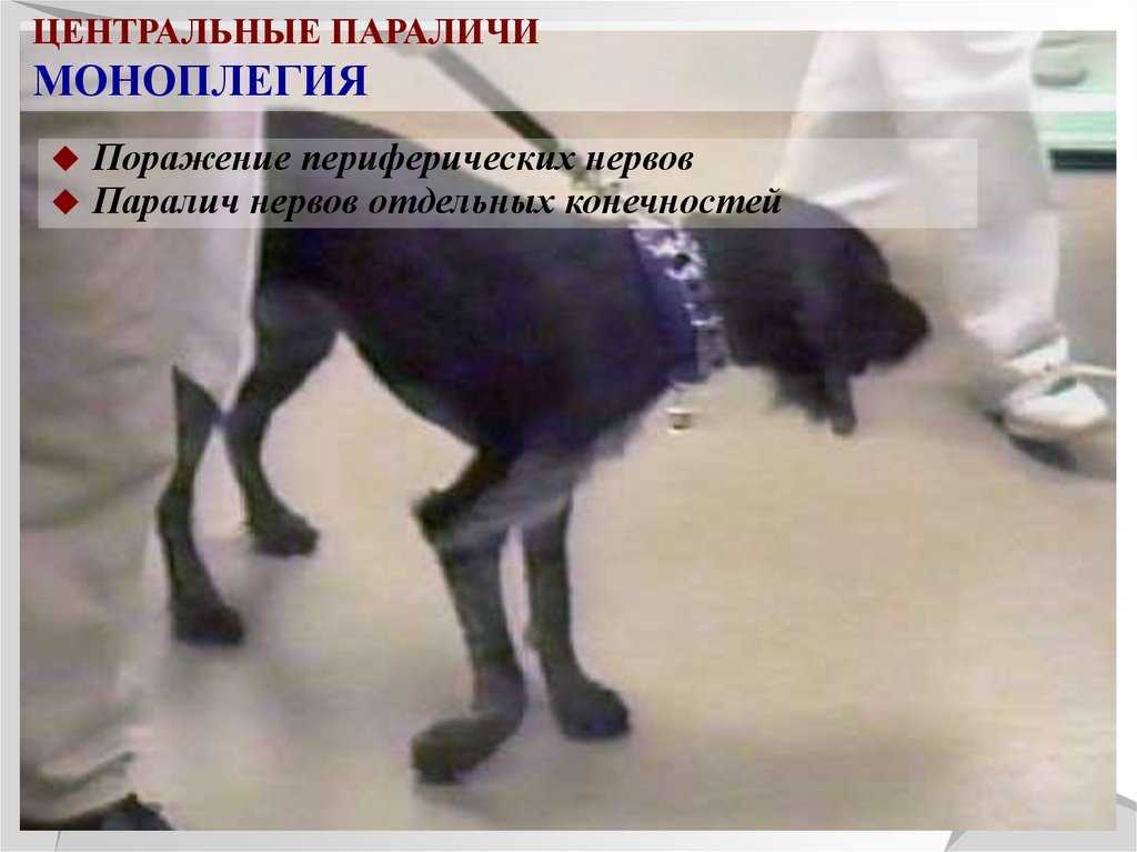 Паралич лицевого нерва у собаки: всей морды, одной стороны, языка, челюсти | звери дома