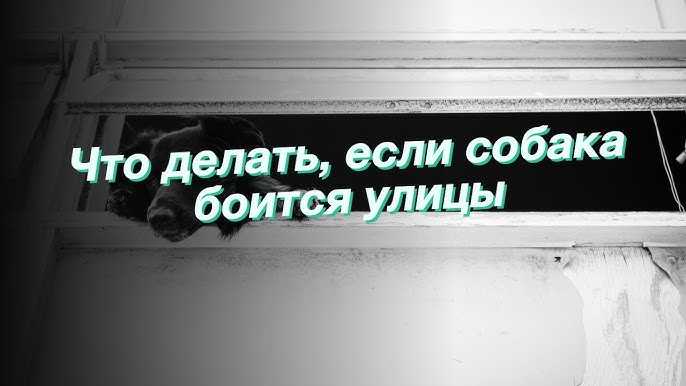 Запор у морской свинки. что делать, если не ходит в туалет