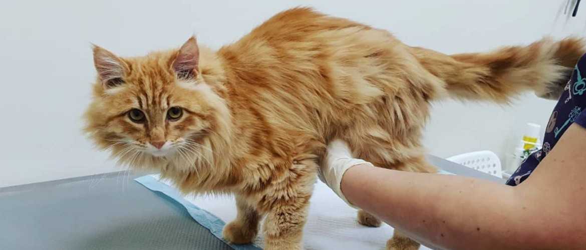 У кота болят задние лапы — причины и что делать | кот и кошка
