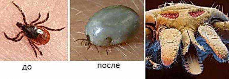 Это паразиты у собак и кошек, что это, как выглядят, как бороться.