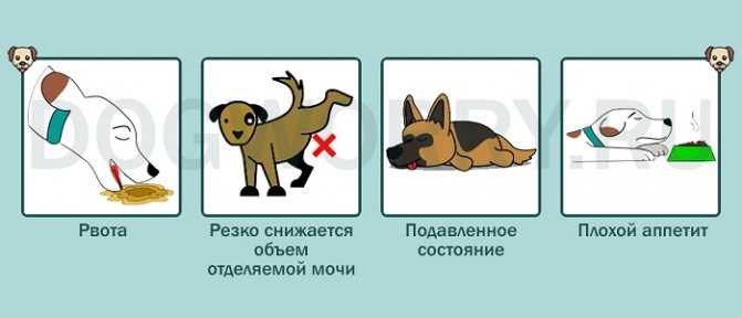 Сладкое и соленое собакам: особенности питания | блог ветклиники "беланта"