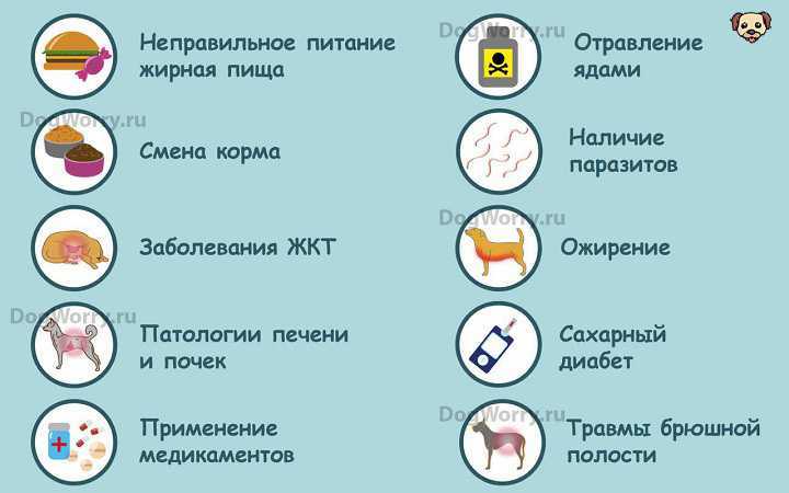 Диета для собаки при воспалении жкт
