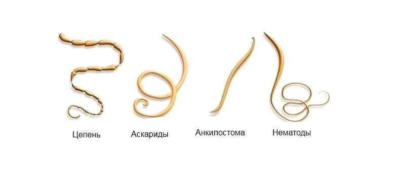 Нематоды у кошек - фото, лечение, симптомы, типы