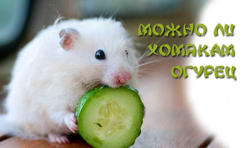 Можно ли сирийскому хомяку укроп