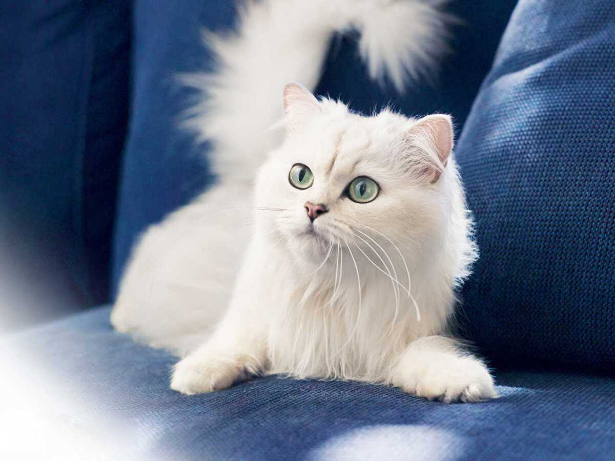Можно ли кошке сало как лакомство, что делать если кошке стало плохо от сала