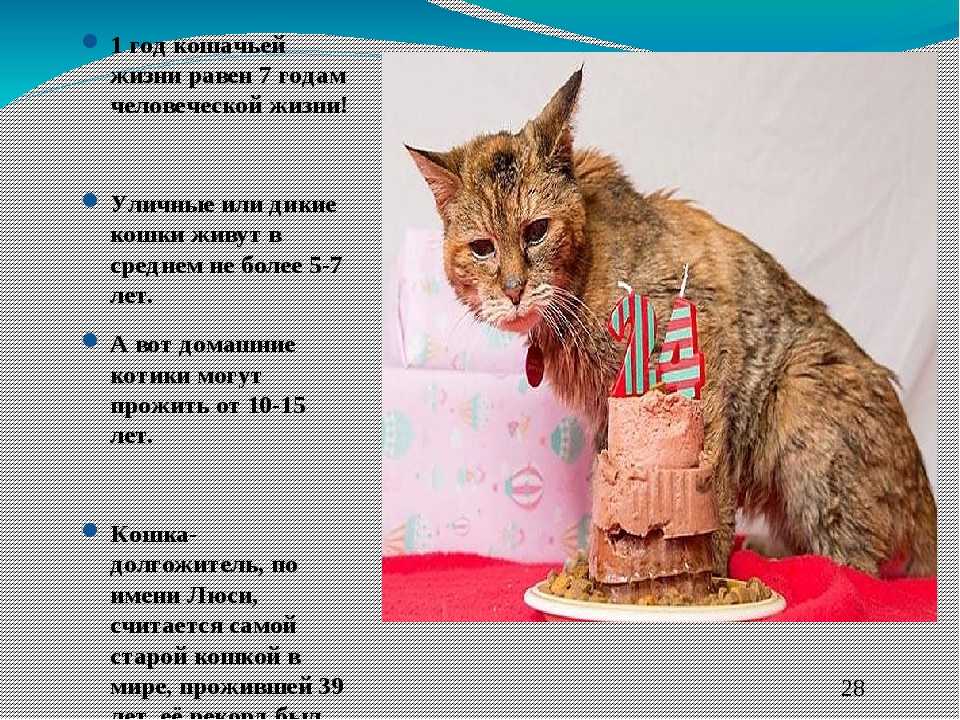 Сколько дней болеет кошка после стерилизации?