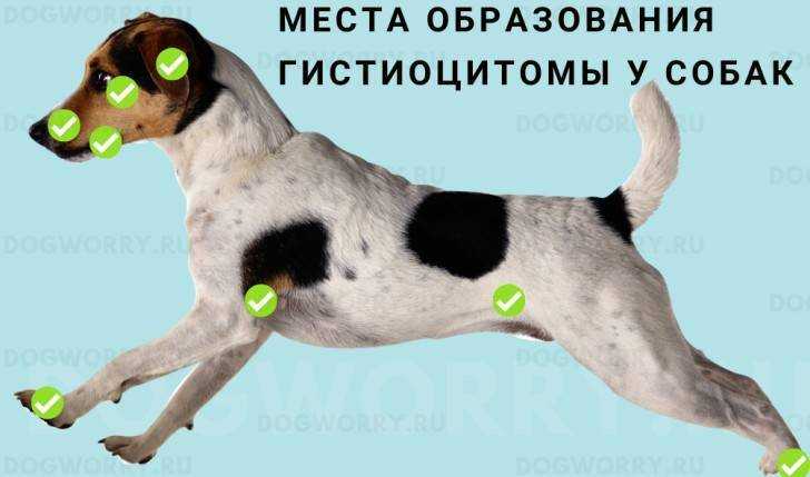 Папилломы у собак: симптомы, лечение и профилактика