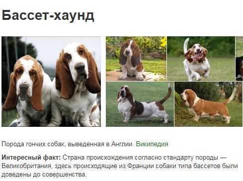 Бассет-хаунд: история, стандарт породы, уход, кормление