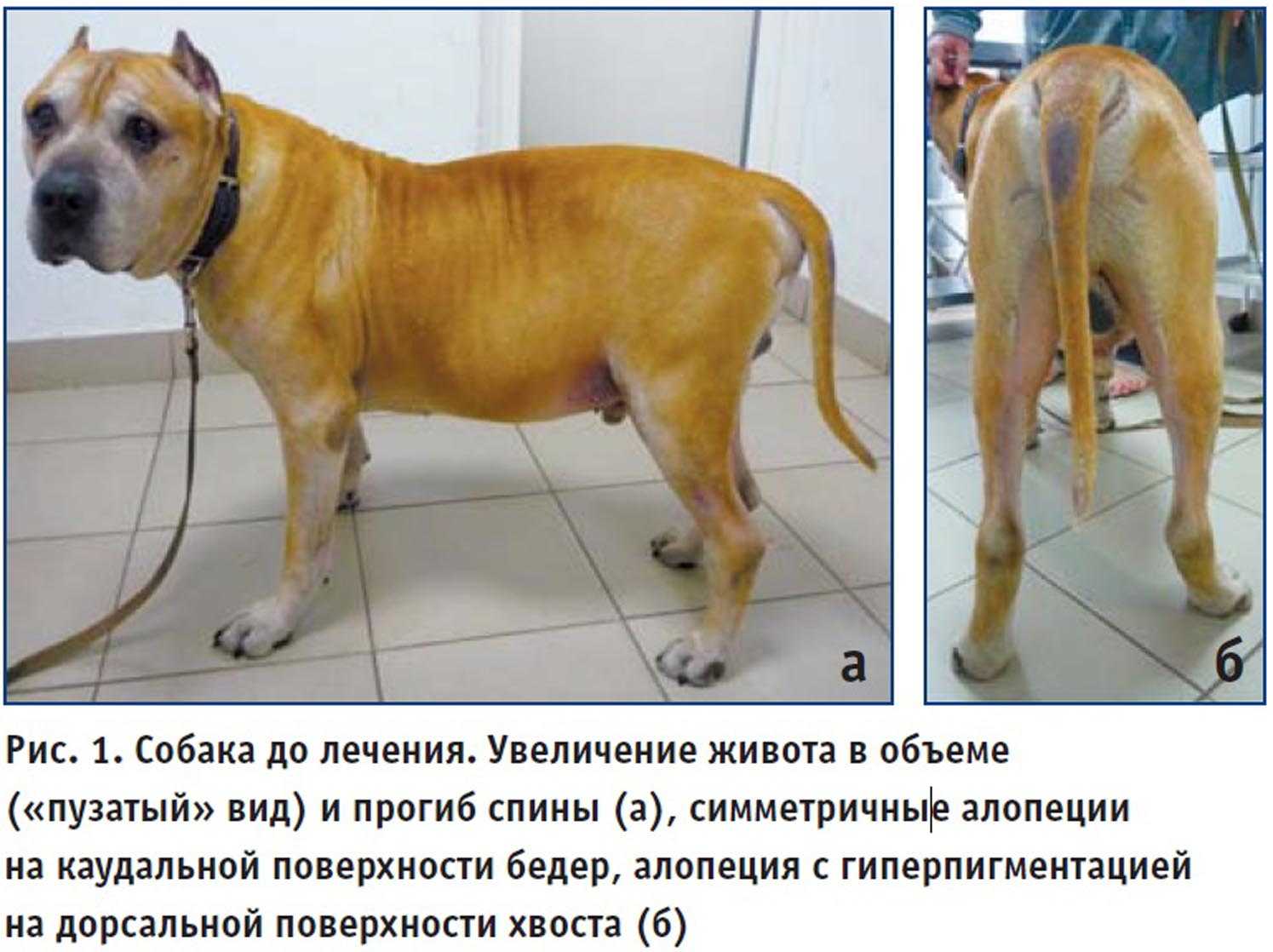 Сколько живет собака с атаксией