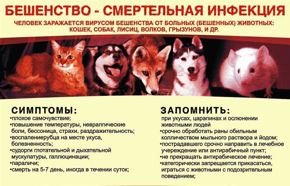 Понимают ли собаки, когда их целуют: разбираемся в чувствах и эмоциях питомца. маленькая чихуахуа обожает поцелуи. она нашла способ заставить хозяина не отвлекаться от приятного занятия! можно ли целоваться с собаками